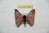  (Hylesia arianae - BC-RBP 8060)  @12 [ ] Copyright (2013) Ron Brechlin Research Collection of Ron Brechlin