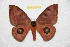  ( - BC-RBP 8062)  @13 [ ] Copyright (2013) Ron Brechlin Research Collection of Ron Brechlin