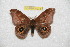  ( - BC-RBP 8073)  @11 [ ] Copyright (2013) Ron Brechlin Research Collection of Ron Brechlin