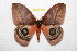  ( - BC-RBP 11744)  @11 [ ] Copyright (2020) Ron Brechlin Research Collection of Ron Brechlin