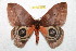  ( - BC-RBP 11748)  @11 [ ] Copyright (2020) Ron Brechlin Research Collection of Ron Brechlin