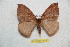  ( - BC-RBP 11750)  @11 [ ] Copyright (2020) Ron Brechlin Research Collection of Ron Brechlin