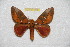  ( - BC-RBP 8112)  @13 [ ] Copyright (2013) Ron Brechlin Research Collection of Ron Brechlin