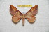  (Cicia - BC-RBP 8117)  @14 [ ] Copyright (2013) Ron Brechlin Research Collection of Ron Brechlin