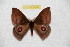  ( - BC-RBP 8134)  @13 [ ] Copyright (2013) Ron Brechlin Research Collection of Ron Brechlin