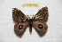  ( - BC-RBP 8137)  @13 [ ] Copyright (2013) Ron Brechlin Research Collection of Ron Brechlin