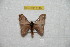  (Hylesia termoronex - BC-RBP 8145)  @13 [ ] Copyright (2013) Ron Brechlin Research Collection of Ron Brechlin