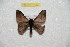  (Hylesia mymex - BC-RBP 8147)  @11 [ ] Copyright (2013) Ron Brechlin Research Collection of Ron Brechlin