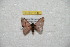  ( - BC-RBP 8148)  @12 [ ] Copyright (2013) Ron Brechlin Research Collection of Ron Brechlin