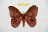  ( - BC-RBP 8152)  @11 [ ] Copyright (2013) Ron Brechlin Research Collection of Ron Brechlin