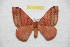  ( - BC-RBP 8153)  @11 [ ] Copyright (2013) Ron Brechlin Research Collection of Ron Brechlin