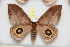 ( - BC-RBP 8154)  @14 [ ] Copyright (2013) Ron Brechlin Research Collection of Ron Brechlin