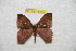  ( - BC-RBP 8165)  @13 [ ] Copyright (2013) Ron Brechlin Research Collection of Ron Brechlin