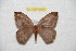  ( - BC-RBP 8166)  @12 [ ] Copyright (2013) Ron Brechlin Research Collection of Ron Brechlin