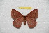  ( - BC-RBP 8168)  @12 [ ] Copyright (2013) Ron Brechlin Research Collection of Ron Brechlin