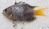  ( - CM015_013)  @11 [ ] CreativeCommons Attribution ShareAlike (2022) Institut Halieutique et des Sciences Marines Institut Halieutique et des Sciences Marines