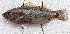  ( - CM016_004)  @11 [ ] CreativeCommons Attribution ShareAlike (2022) Institut Halieutique et des Sciences Marines Institut Halieutique et des Sciences Marines