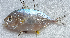  ( - CM016_028)  @11 [ ] CreativeCommons Attribution ShareAlike (2022) Institut Halieutique et des Sciences Marines Institut Halieutique et des Sciences Marines