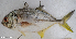  ( - F001_003)  @11 [ ] CreativeCommons Attribution ShareAlike (2022) Institut Halieutique et des Sciences Marines Institut Halieutique et des Sciences Marines