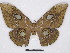  (Salassa lemaii chiangmaiensis - BC-SK0283)  @14 [ ] Copyright (2010) Unspecified Research Collection of Steve Kohll
