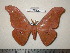  (Antheraea helferi helferi - barcode SNB 0033)  @14 [ ] Copyright (2010) Unspecified Research Collection of Stefan Naumann