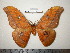  ( - barcode SNB 0050)  @13 [ ] Copyright (2010) Unspecified Research Collection of Stefan Naumann