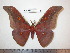  ( - barcode SNB 0061)  @13 [ ] Copyright (2010) Unspecified Research Collection of Stefan Naumann