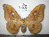  ( - barcode SNB 0163)  @14 [ ] Copyright (2010) Unspecified Research Collection of Stefan Naumann