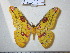  (Loepa sumatrana - barcode SNB 829)  @14 [ ] Copyright (2010) Unspecified Research Collection of Stefan Naumann