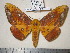  (Eacles ducalis - barcode SNB 1149)  @14 [ ] Copyright (2010) Unspecified Research Collection of Stefan Naumann