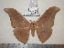  (Antheraea steinkeorum - barcode SNB 1235)  @14 [ ] Copyright (2010) Unspecified Research Collection of Stefan Naumann