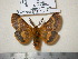  ( - barcode SNB 1318)  @13 [ ] Copyright (2010) Unspecified Research Collection of Stefan Naumann