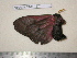  ( - barcode SNB 1671)  @12 [ ] Copyright (2010) Unspecified Research Collection of Stefan Naumann