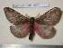  ( - barcode SNB 1677)  @13 [ ] Copyright (2010) Unspecified Research Collection of Stefan Naumann