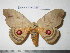  (Hyperchiria cuscoincisoides - barcode SNB 2069)  @13 [ ] Copyright (2010) Stefan Naumann Unspecified