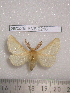  (Lemonia pia - barcode SNB 2216)  @14 [ ] Copyright (2010) Stefan Naumann Research Collection of Stefan Naumann