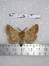  (Lemonia balcanica - barcode SNB 2217)  @15 [ ] Copyright (2010) Stefan Naumann Research Collection of Stefan Naumann