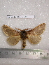  (Lemonia phyllo - barcode SNB 2219)  @14 [ ] Copyright (2010) Stefan Naumann Research Collection of Stefan Naumann