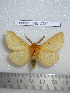  (Lemonia strigata - barcode SNB 2220)  @14 [ ] Copyright (2010) Stefan Naumann Research Collection of Stefan Naumann