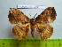  (Apha - barcode SNB 2518)  @14 [ ] Copyright (2010) Stefan Naumann Research Collection of Stefan Naumann