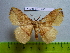  (Apha sp - barcode SNB 2531)  @14 [ ] Copyright (2010) Stefan Naumann Research Collection of Stefan Naumann