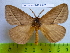  (Sangatissa - barcode SNB 2547)  @14 [ ] Copyright (2010) Stefan Naumann Research Collection of Stefan Naumann