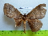  ( - barcode SNB 2616)  @13 [ ] Copyright (2010) Stefan Naumann Research Collection of Stefan Naumann
