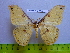  (Loepa yunnana - barcode SNB 2647)  @14 [ ] Copyright (2010) Stefan Naumann Research Collection of Stefan Naumann