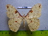  (Loepa damartis - barcode SNB 3385)  @15 [ ] Copyright (2012) Stefan Naumann Research Collection of Stefan Naumann
