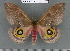  ( - barcode SNB 3707)  @13 [ ] Copyright (2012) Stefan Naumann Research Collection of Stefan Naumann