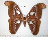  (Attacus inopinatus - barcode SNB 3781)  @15 [ ] Copyright (2012) Stefan Naumann Research Collection of Stefan Naumann