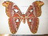  (Attacus atlas - barcode SNB 4362)  @15 [ ] Copyright (2012) Stefan Naumann Research Collection of Stefan Naumann