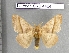  (Hylesia oratex - barcode SNB 4464)  @15 [ ] Copyright (2012) Stefan Naumann Research Collection of Stefan Naumann