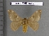  (Hylesia pauperBR01 - barcode SNB 4468)  @14 [ ] Copyright (2012) Stefan Naumann Research Collection of Stefan Naumann